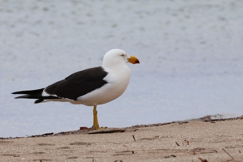 Pacific Gull