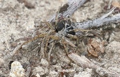 Pardosa