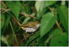 Dicaeum chrysorrheum