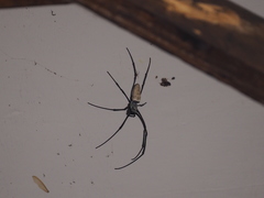 Nephila vitiana