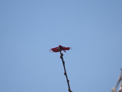 Neurothemis ramburii