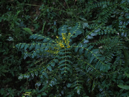 Nepal Mahonia (Berberis napaulensis)
