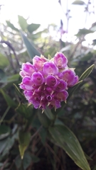 Elleanthus capitatus