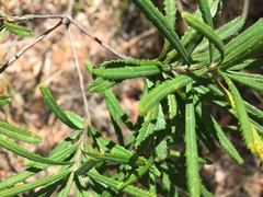Banksia collina