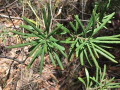 Banksia collina