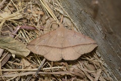 Ugia sundana