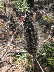 Banksia collina