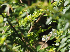 Apis cerana