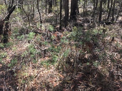 Banksia collina