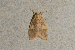 Miltochrista obsoleta