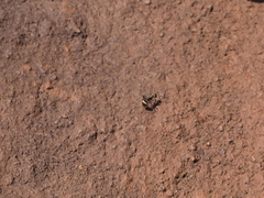 Polyrhachis