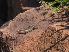 Eutropis multifasciata