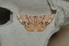 Heterostegane subtessellata
