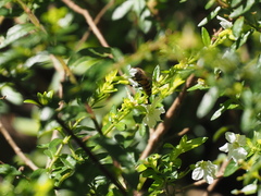 Apis cerana