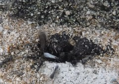 Dorymyrmex antillanus