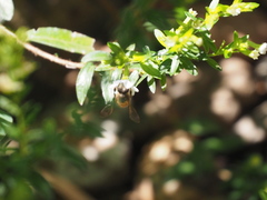 Apis cerana