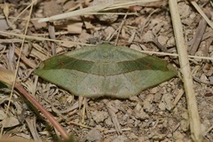 Hypochrosis hyadaria