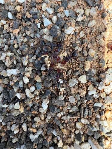 Southern Meat Ant