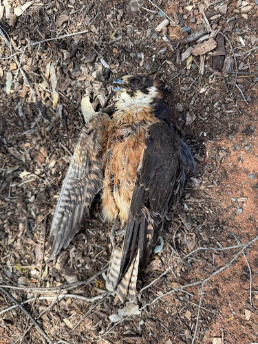 Australian Hobby