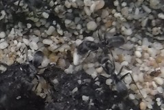 Dorymyrmex antillanus