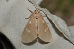 Tinolius eburneigutta