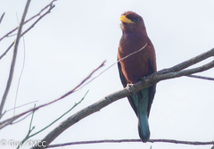 Eurystomus glaucurus