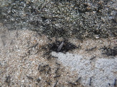 Dorymyrmex antillanus