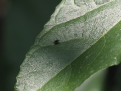 Diptera