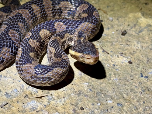Taiwan mountain pitviper