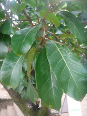 Ficus velutina