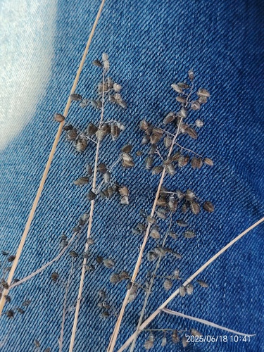 Dew Grass (Eragrostis obtusa)