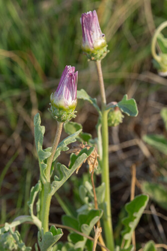 Arctotis venusta, photograph 2