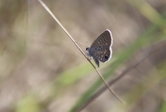 Hemiargus