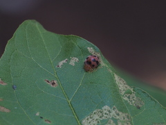 Coccinellidae