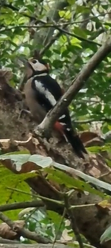 Great Spotted Woodpecker