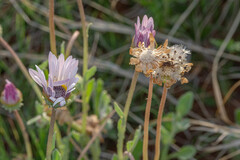 Arctotis venusta, photograph (c) Rudolph Steenkamp, some rights reserved (CC BY-SA)