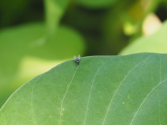 Diptera