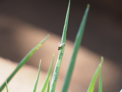Diptera