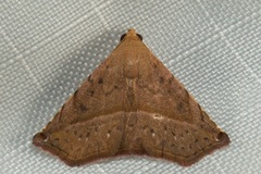 Eublemma quadripunctata