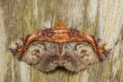 Eugnathia pulcherrima