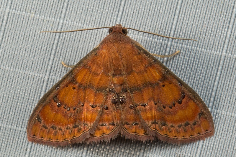 Homodes lassula