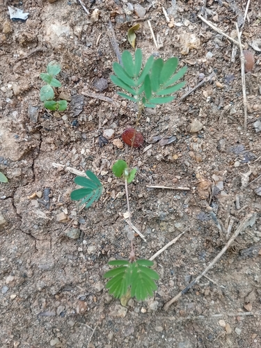 Sensitive Plant
