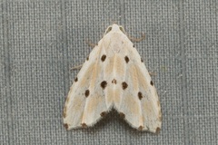 Metaemene satellita