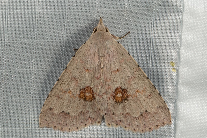 Trichoblemma