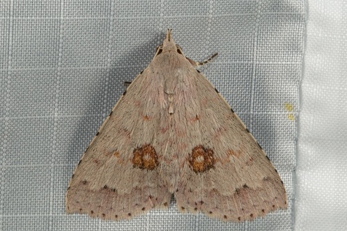 Trichoblemma