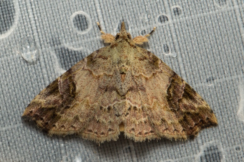 Tipasa renalis