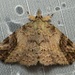 Tipasa renalis - Photo (c) dhfischer, some rights reserved (CC BY-NC), uploaded by dhfischer