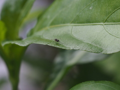 Australosepsis niveipennis