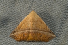 Eublemma crassiuscula