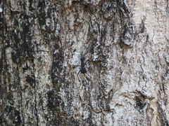 Polyrhachis